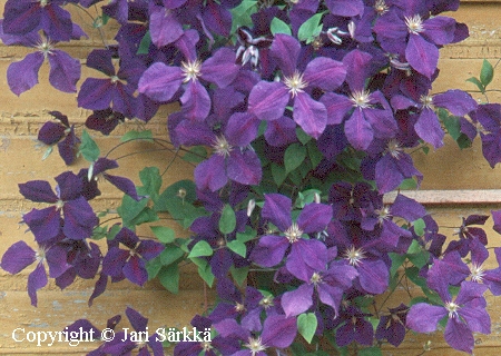 Clematis Jackmannii-ryhm&auml; 'Jackmanii'